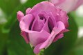 Rosa Purple Rain